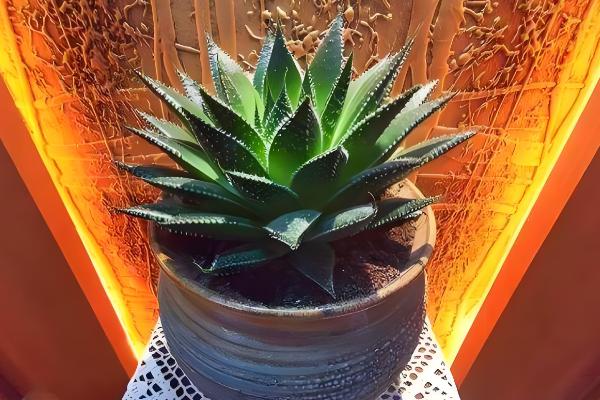 波露如何扦插，建议在春季和秋季进行