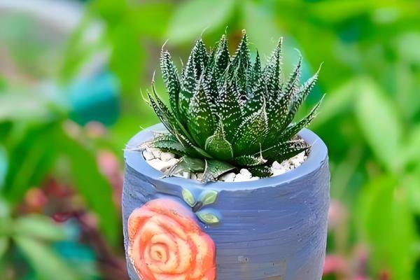 波露如何扦插，建议在春季和秋季进行