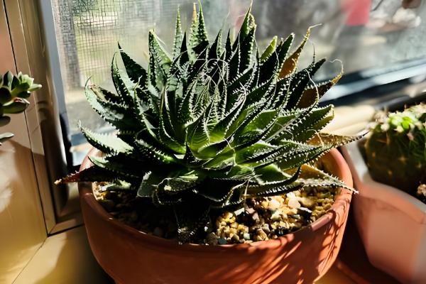 波露如何扦插，建议在春季和秋季进行