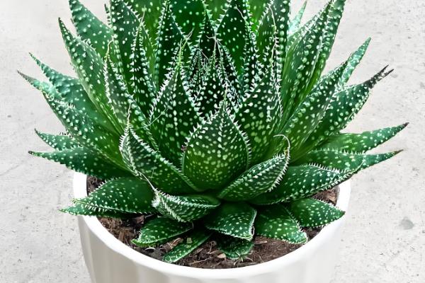 波露如何扦插，建议在春季和秋季进行