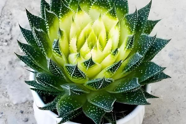 波露如何扦插，建议在春季和秋季进行