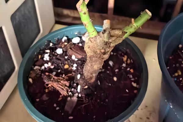 让月季老桩快速生根的方法，种植前用多菌灵浸泡12小时