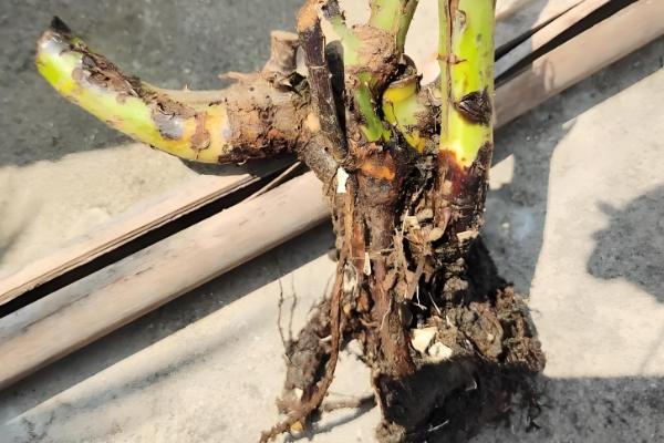 让月季老桩快速生根的方法，种植前用多菌灵浸泡12小时