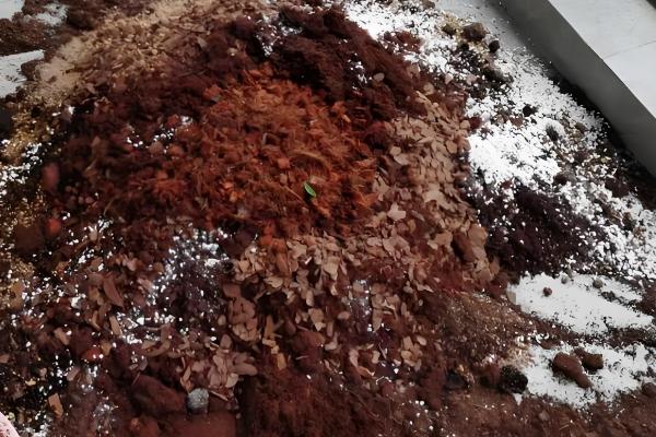 让月季老桩快速生根的方法，种植前用多菌灵浸泡12小时