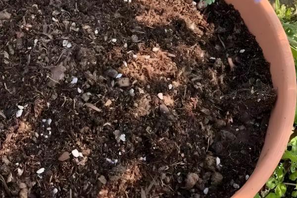 让月季老桩快速生根的方法，种植前用多菌灵浸泡12小时