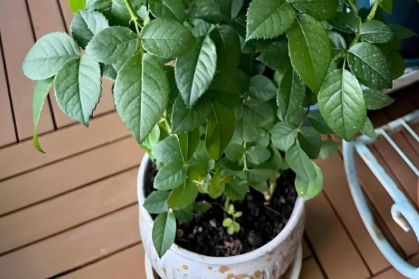 让月季老桩快速生根的方法，种植前用多菌灵浸泡12小时