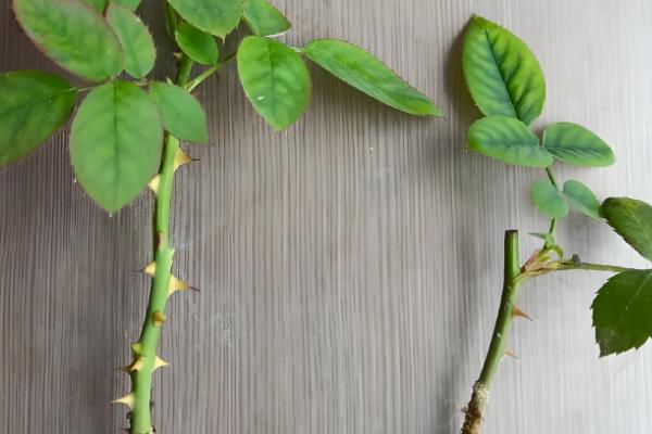 让月季老桩快速生根的方法，种植前用多菌灵浸泡12小时
