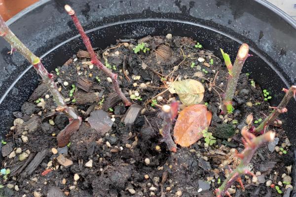 让月季老桩快速生根的方法，种植前用多菌灵浸泡12小时