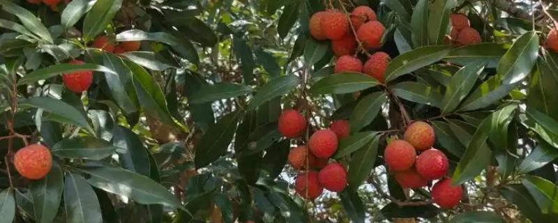 广西省灵山县的特产，灵山荔枝因品质上乘而驰名中外