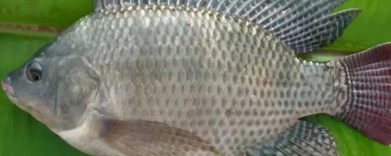 罗非鱼好吃还是鲫鱼好吃，鲫鱼的口感更佳一般更受欢迎