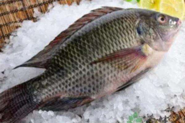 罗非鱼好吃还是鲫鱼好吃，鲫鱼的口感更佳一般更受欢迎