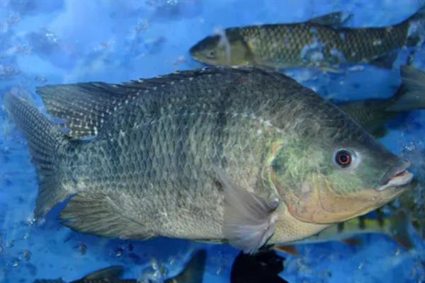 罗非鱼好吃还是鲫鱼好吃，鲫鱼的口感更佳一般更受欢迎