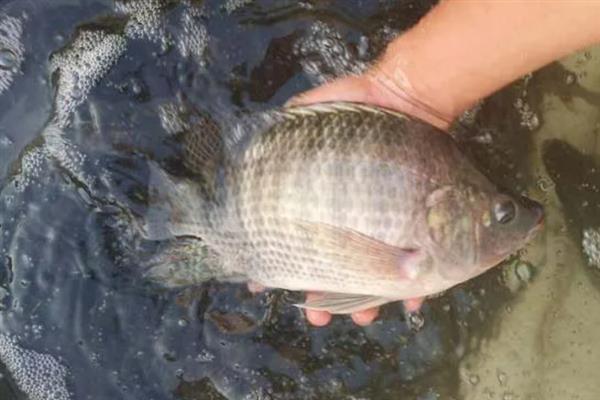 罗非鱼好吃还是鲫鱼好吃，鲫鱼的口感更佳一般更受欢迎