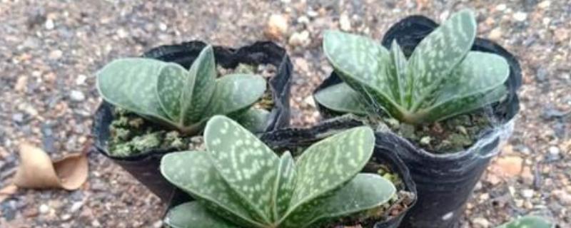 多肉子宝怎么养殖，每隔7天左右浇一次水
