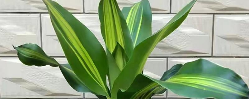 巴西铁树的叶片为何会发黄干枯，一般是遇到强光、缺水、发病等原因所致