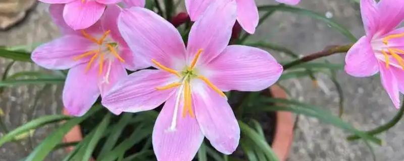 用多深的盆种植风雨兰，要达到12-18厘米