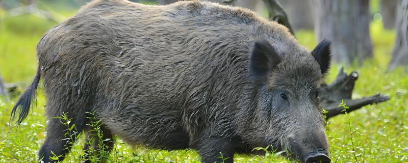 野猪吃什么，主食植物性食物