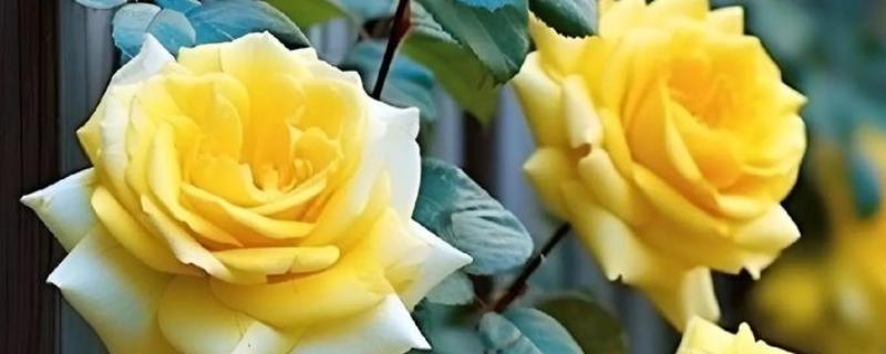 黄玫瑰的养殖方法，每天提供7小时的光照