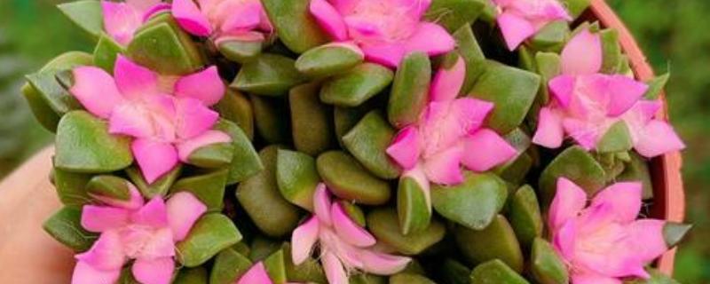 吹雪之松锦怎么养殖，生长盛期每个月追肥1-2次