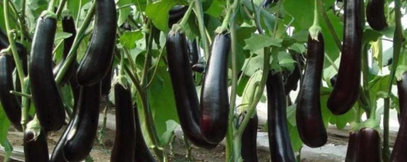 茄子有什么品种，分为长茄、矮茄等类型