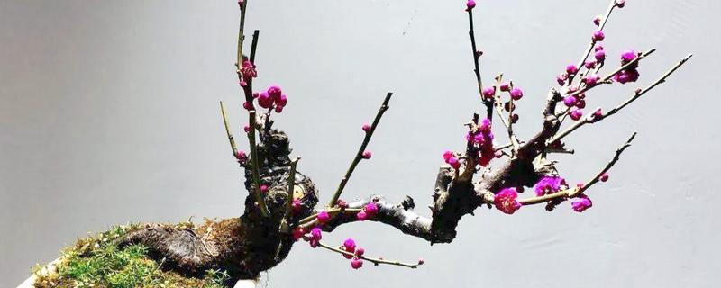 梅花的品质，寓意百折不挠、高洁伟岸等