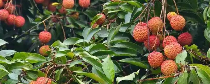 桂味荔枝和糯米糍有什么区别，果核大小、果实外观等方面都不同