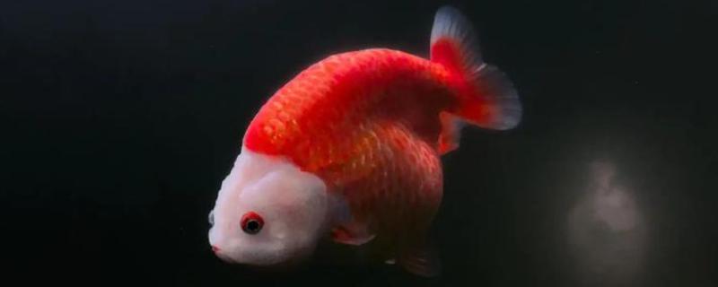 兰寿金鱼的简介，极具观赏和经济价值