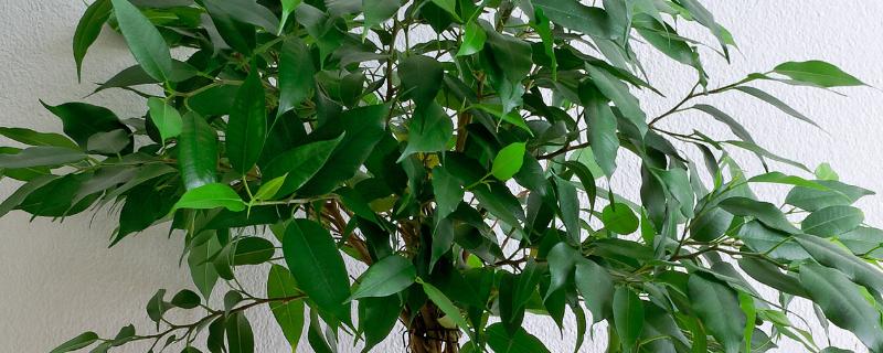 对幸福树浇透水的方法，以盆底有水珠渗出时为宜