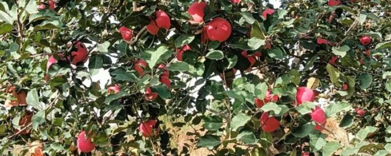 套袋苹果皱裂如何防治，在第二次膨大前期提高营养输送量