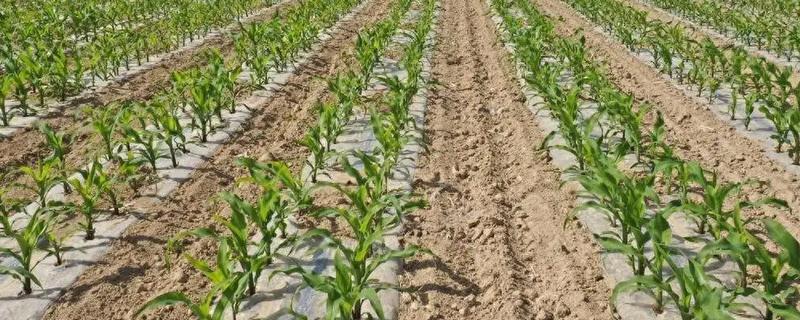 合理密植能提高什么效率，作物的光合效率会上升