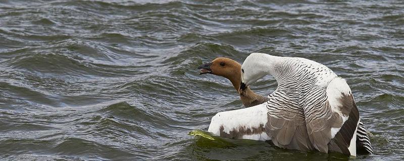 母鹅如何受精，公鹅会踩在母鹅背上与它交配