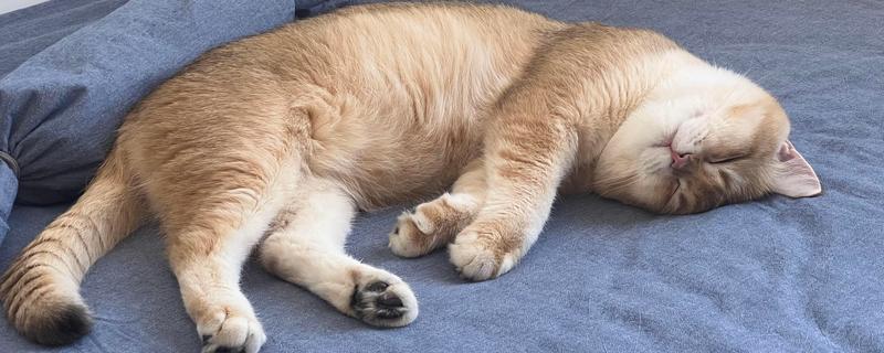 如何通过睡姿判断猫咪是否健康，做出缩成一团、侧躺、四脚朝天的姿势表示很健康