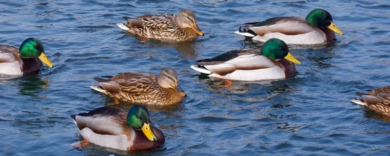 野鸭有什么品种，分为绿头鸭、针尾鸭等多个种类