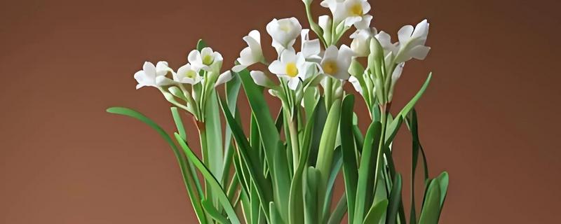 水仙花的种植时间，以9-10月份为宜