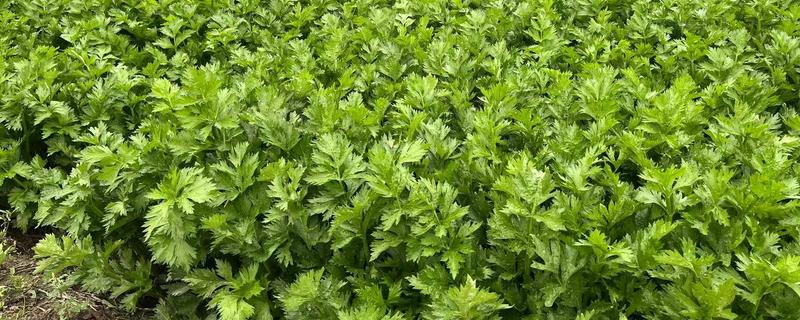 秋季怎么种植芹菜，浸种催芽等种子露白再撒播