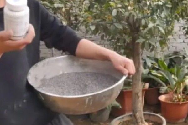 桂花的季节性施肥要点，春季追施高氮复合肥