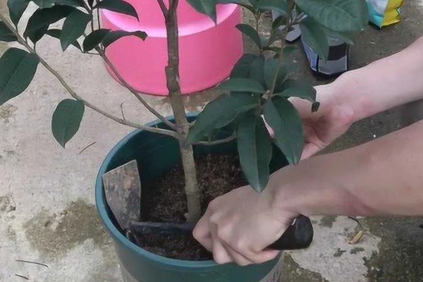 桂花的季节性施肥要点，春季追施高氮复合肥