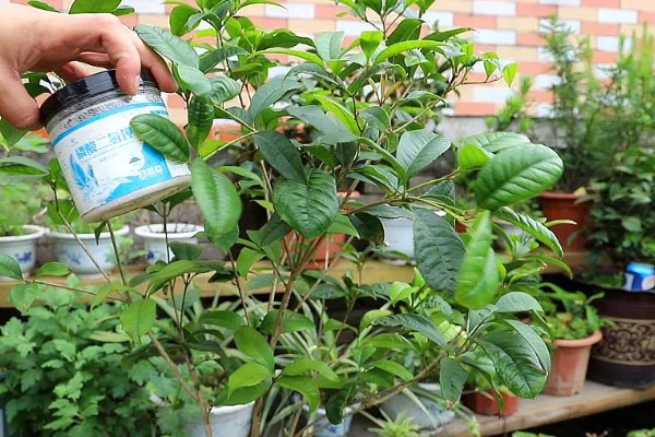 桂花的季节性施肥要点，春季追施高氮复合肥