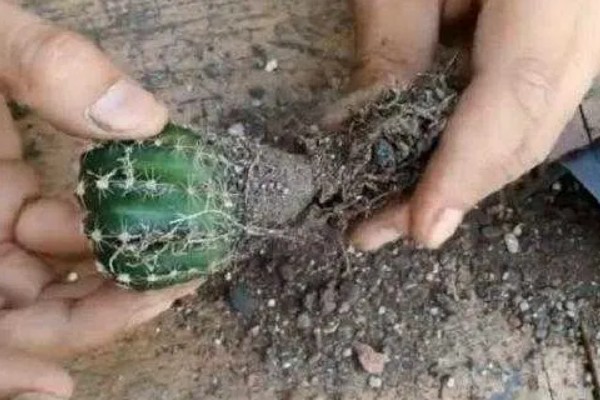 仙人球的换盆方法,春季进行换盆为佳