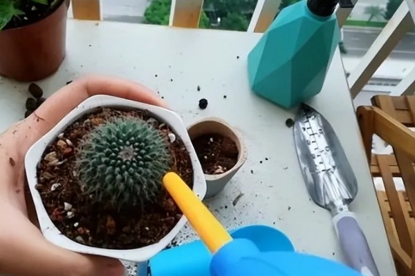 仙人球的换盆方法,春季进行换盆为佳