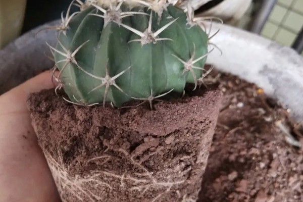 仙人球的换盆方法,春季进行换盆为佳