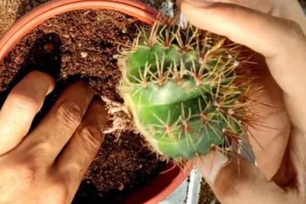 仙人球的换盆方法,春季进行换盆为佳
