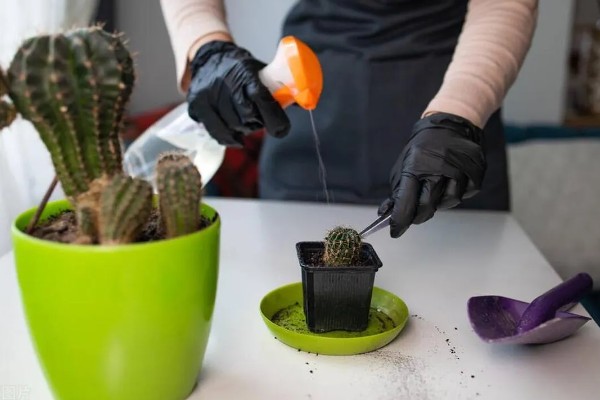 仙人球的换盆方法,春季进行换盆为佳