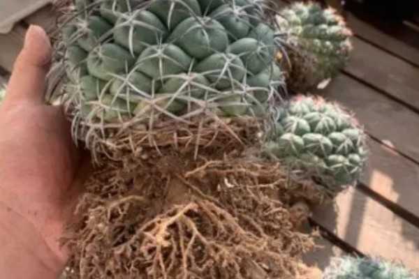 仙人球的换盆方法,春季进行换盆为佳