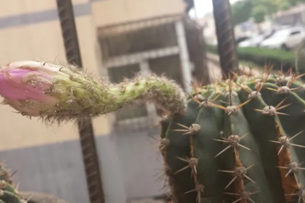 仙人球的换盆方法,春季进行换盆为佳