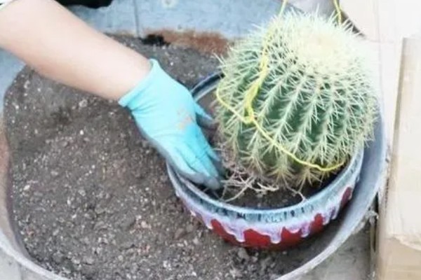 仙人球的换盆方法,春季进行换盆为佳