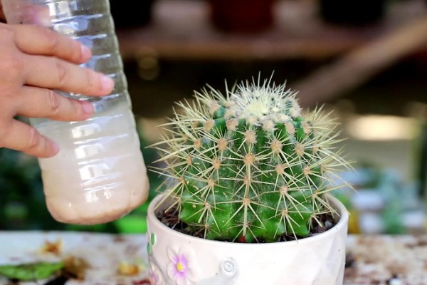 仙人球的换盆方法,春季进行换盆为佳