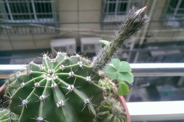 仙人球的换盆方法,春季进行换盆为佳