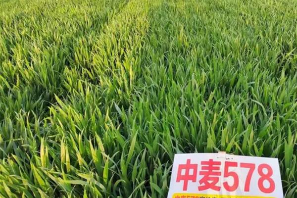 中麦578品种简介，生育期为219-229天