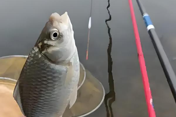 0.8号主线0.6号子线可以钓多大鱼,适合钓半斤至1斤的鱼